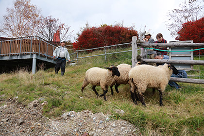 羊の飼育風景1