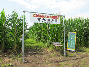 とうもろこし迷路